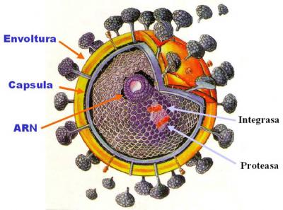 2.&iquest;Qu&eacute; significan las siglas VIH? Adjunta una imagen del VIH.